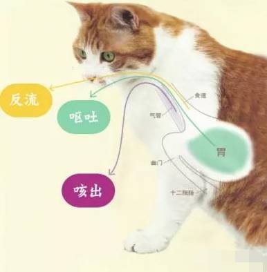 猫咪呕吐不用怕分清原因是关键