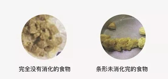 猫咪呕吐不用怕分清原因是关键