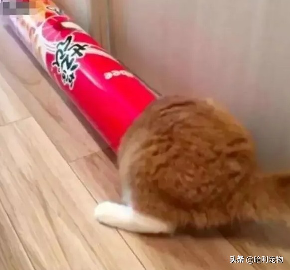 都说猫都是液体除了它！网友：为什么要给猪染色