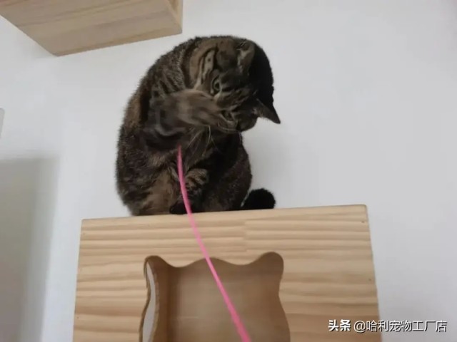 花800块钱给猫买了一堆猫窝但我不后悔