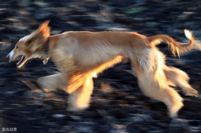 萌宠之星|贵族名犬阿富汗猎犬