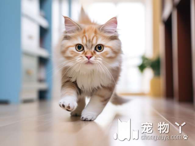 宠物店的狗狗和猫猫都很可爱，你是否想要一只呢？