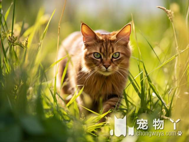 猫咖里有多少可爱的猫咪可以撸呢?